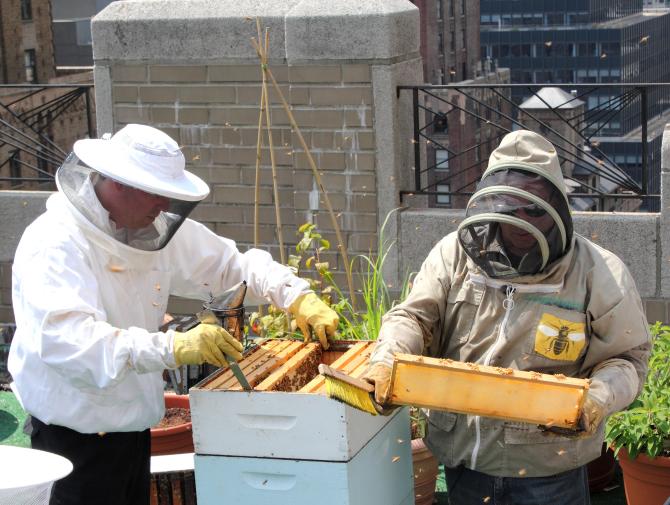 Urban Beekeeping at New York’s Waldorf Astoria Hotel