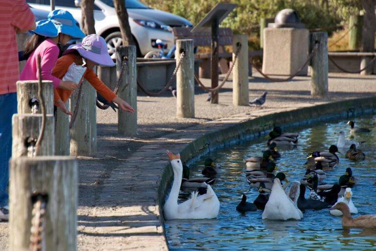 Palo Alto Duck Pond in Palo Alto, Calif., is a great place for families.