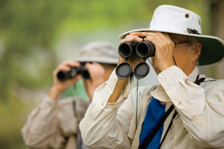 Learn how to take up the hobby of bird watching by following a few easy tips.