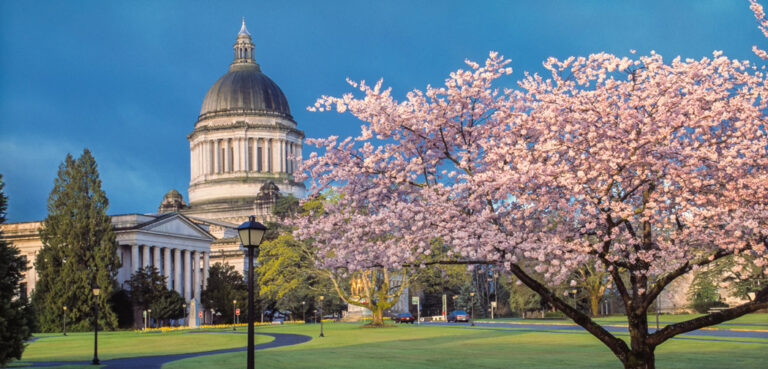 A pink dogwood tree helps frame the capitol building in Olympia, WA against a bright blue sky.