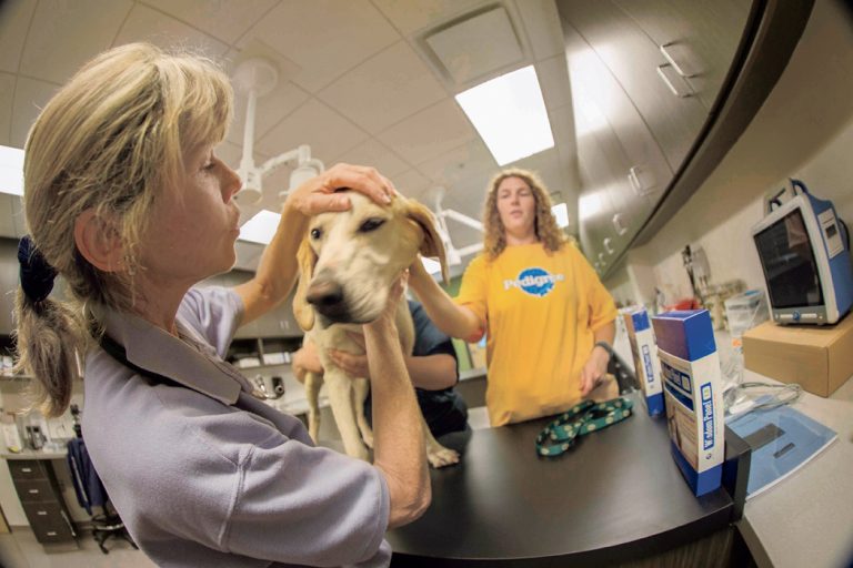 A vet examines a yellow lab dog at the Mars Petcare facility in Franklin.
