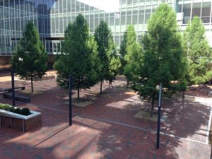 UNC Chapel Hill