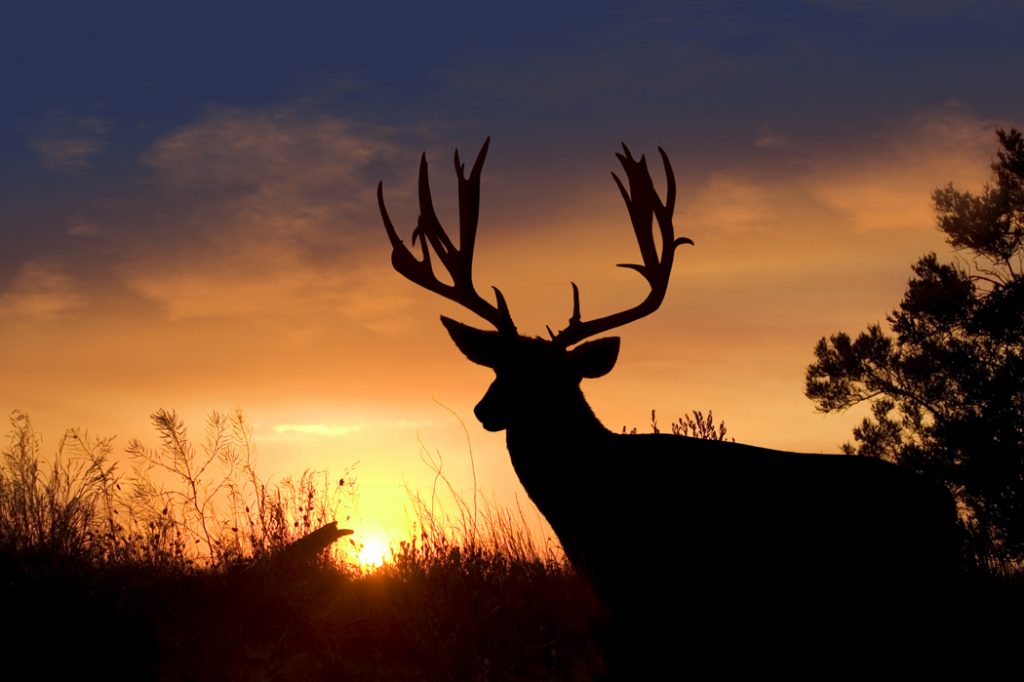 Large buck  silhouette  at dusk