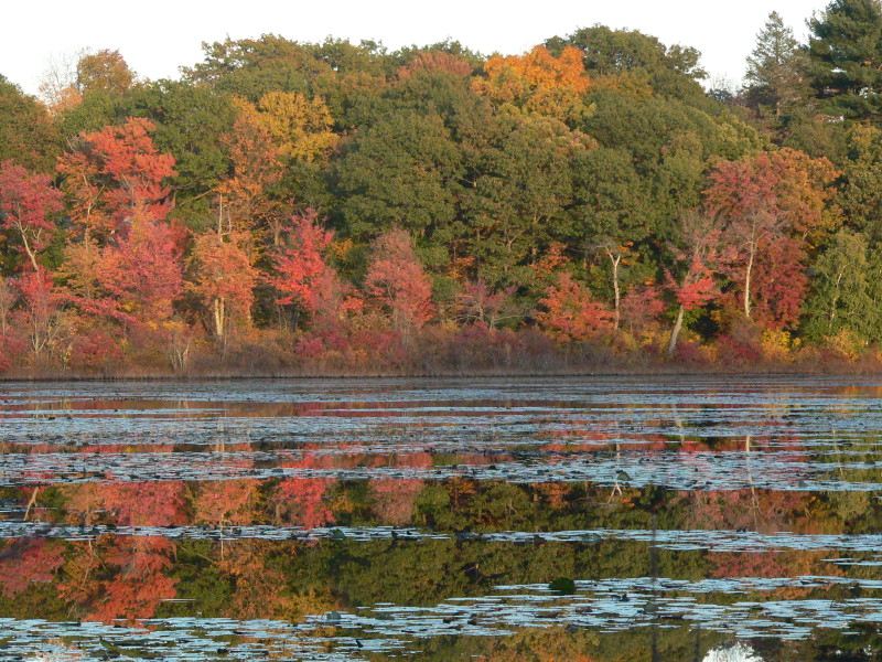 Fall colors show around a lake in Newton, MA