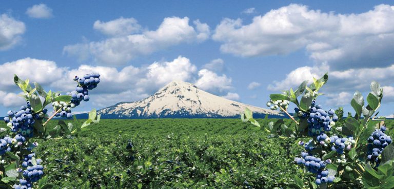 Mount Hood is visible behind ripe blueberry bushes on a sunny, partly cloudy day.