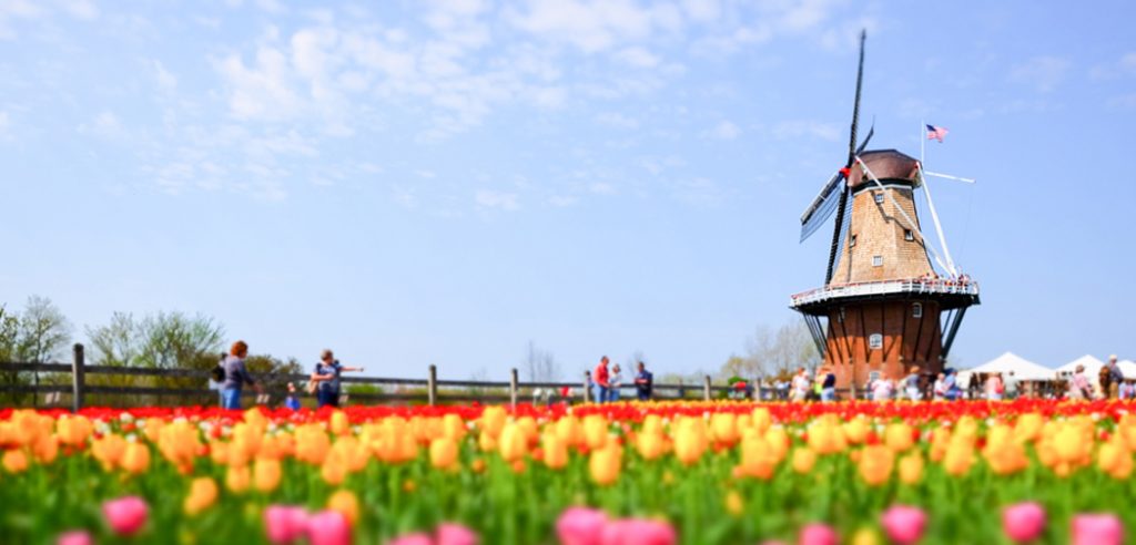 A wooden windmill overlooks a field of bright yellow and pink tulips in Holland, MI.