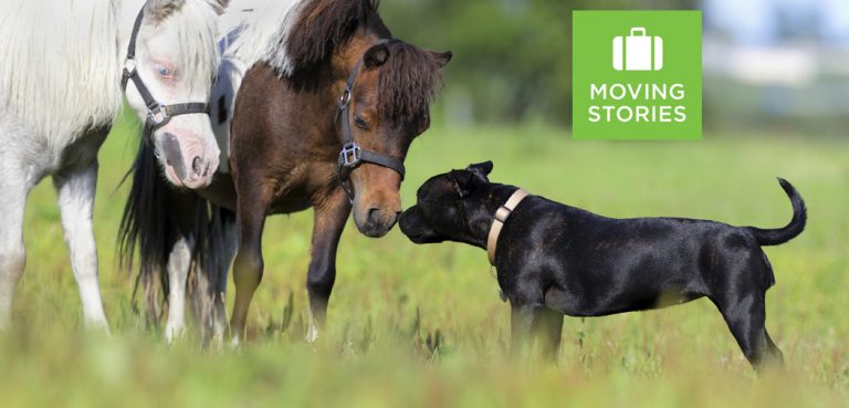A black dog sniffs the nose of a brown pony while a white pony watches in a green field.