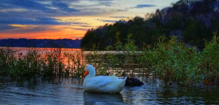A white duck swims towards an orange sunset on Old Hickory Lake