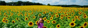 A girl walks through acres of sunflowers on Pope Farm.
