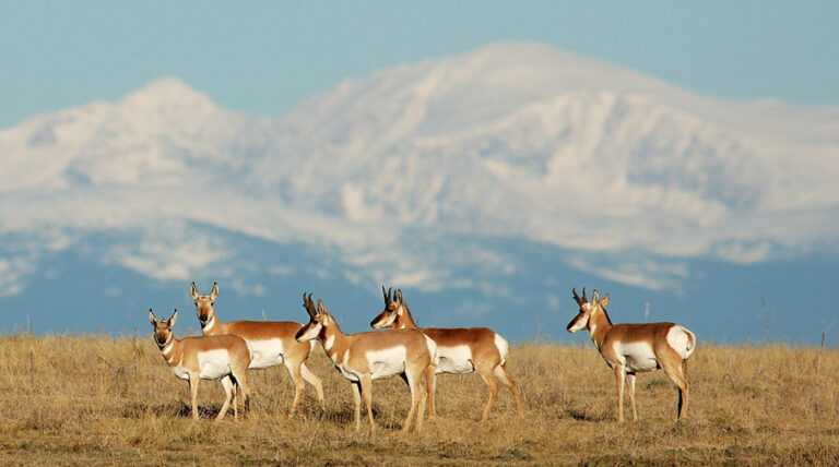 Antelope in Auroro, CO