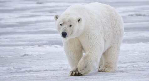 Alaska