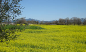Sebastopol CA