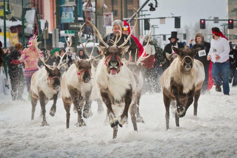 Anchorage reindeer race