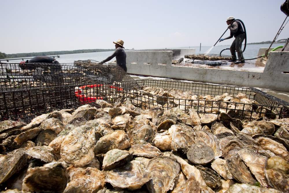 Oysters on the Virginia Oyster Trail|Virginia Oysters|Virginia Oysters|Virginia Oysters