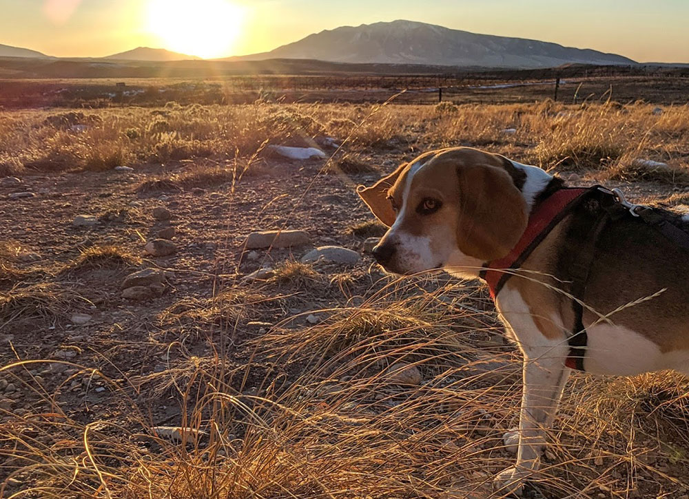   Moving to a new city can be lonely. Discover how adopting a dog helped one writer find community, explore their surroundings,