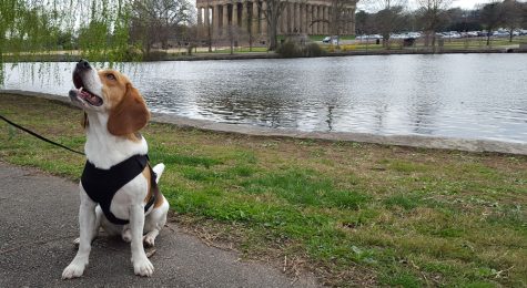 Moving to a new city can be lonely. Discover how adopting a dog helped one writer find community, explore their surroundings,