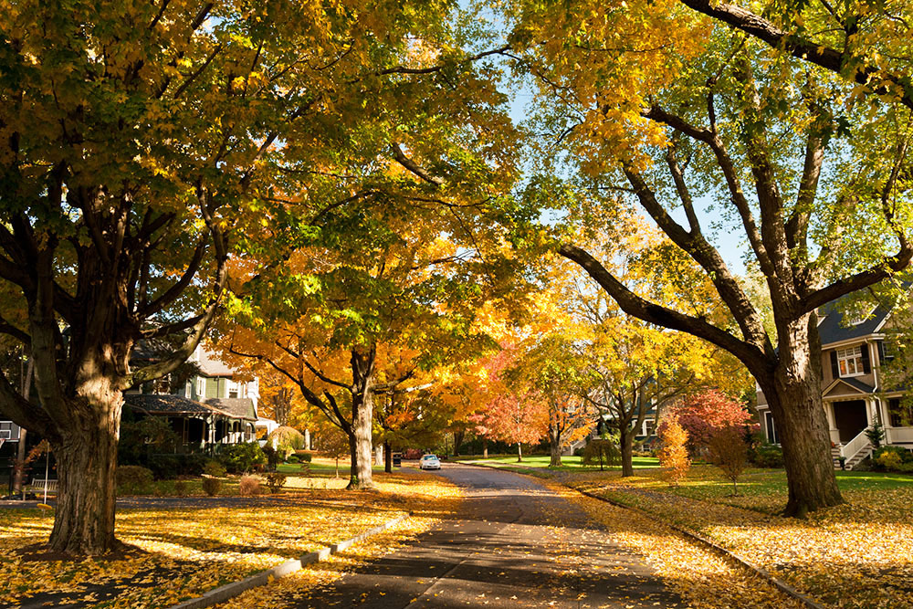 Fall in Waltham, MA.