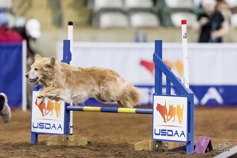 USDAA’s Grand Prix of Dog Agility Competition in Rutherford County, TN