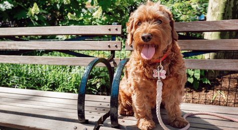 Love your dog and love a good drink? Discover five fantastic dog park bars across the U.S. where you and your furry friend can socialize and have fun together.
