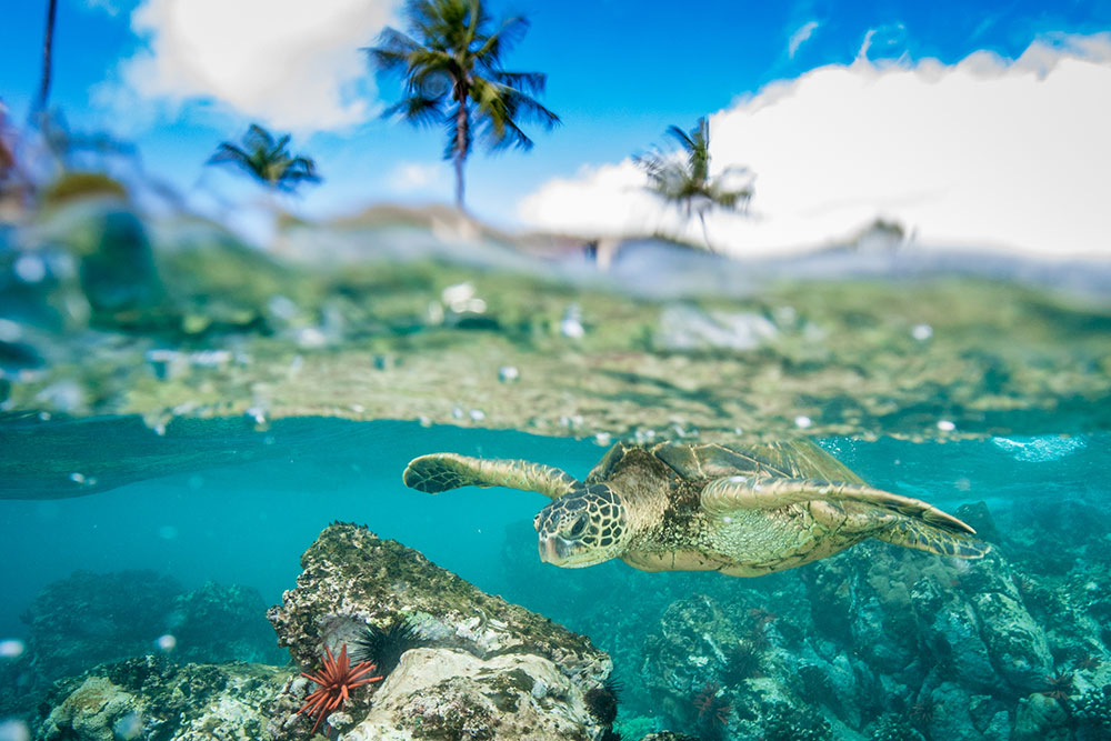 HawaiiSeaTurtle