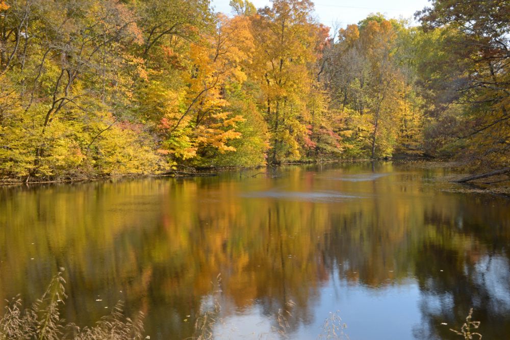 Reflection of autumn pond