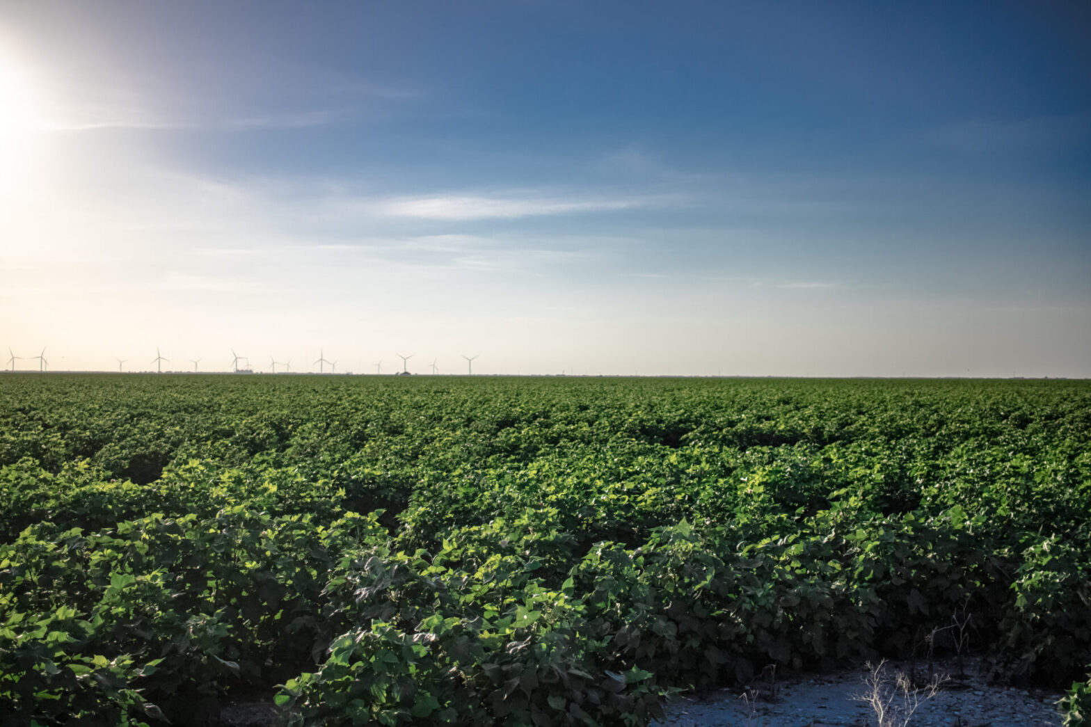 A cotton field soaking up the sun near Robstown, Texas USA on July 18, 2021.