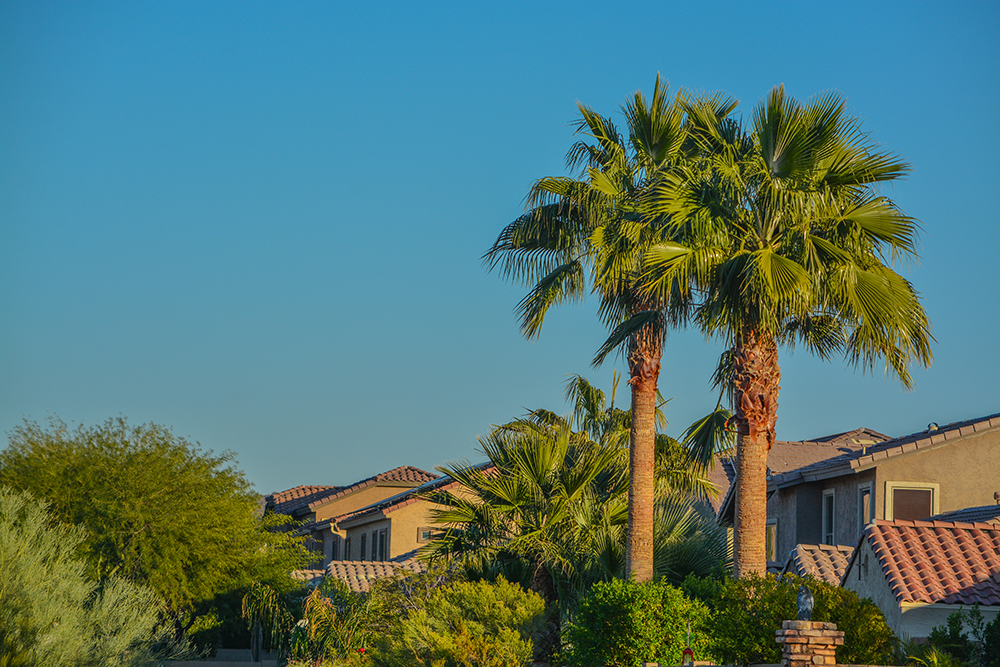 Beautiful view of the palm trees and plants in the southwest desert in Peoria, Maricopa County, Arizona.