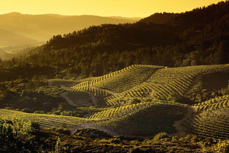 Vineyards on Diamond Mountain Near Napa, CA