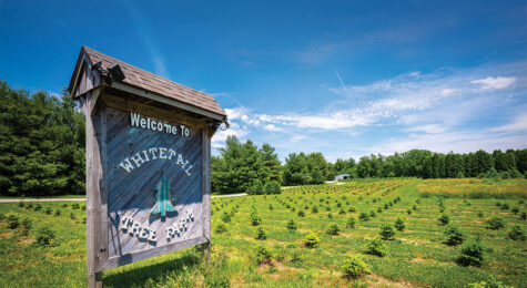 Whitetail Tree Farm signage