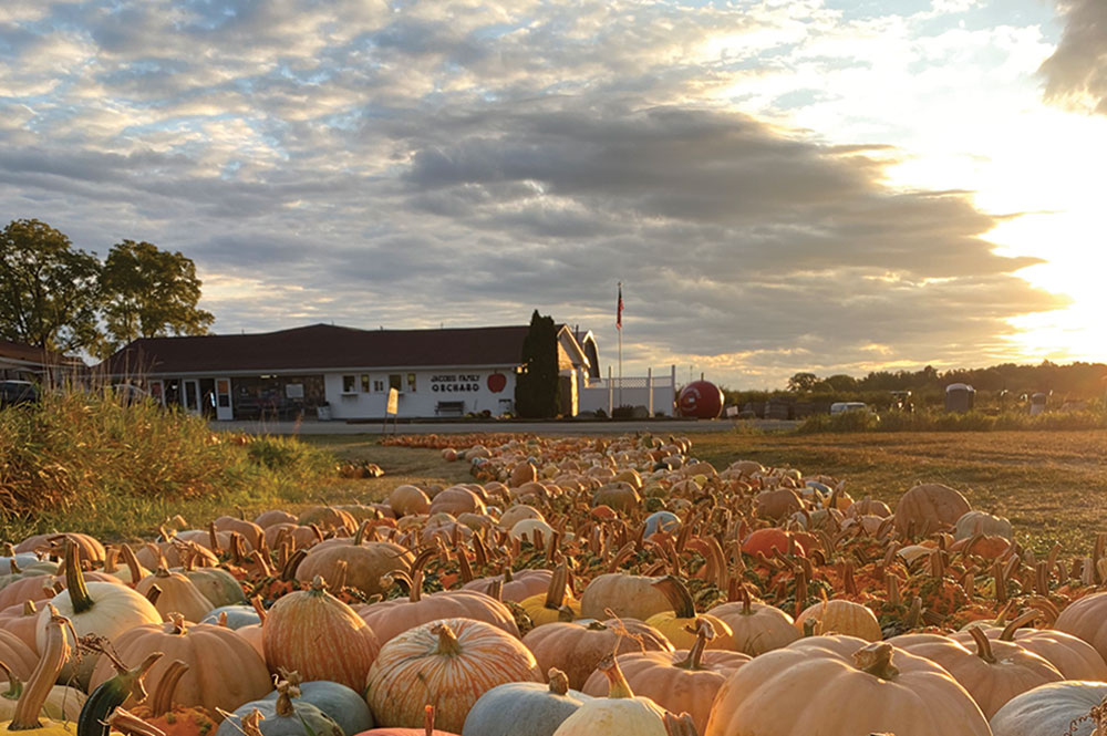Jacobs Orchard pumpkin patch at dusk