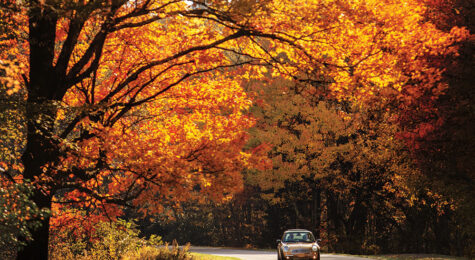 Car surrounded by fall foliage drives through Asheville