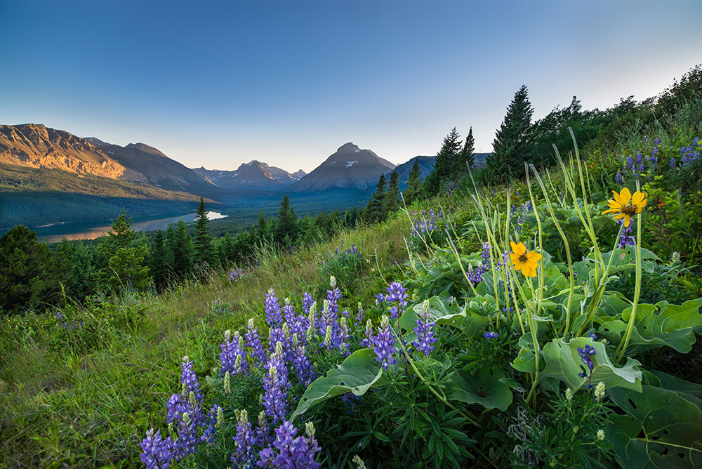 Flower field overlooking the mountains at glacier national park