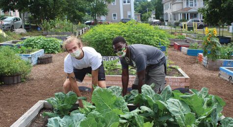 People work in a community garden for the Food Hub project in Worcester MA