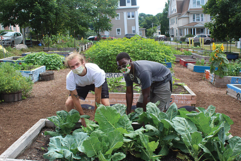 People work in a community garden for the Food Hub project in Worcester MA