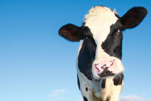 photo of cow