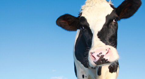 photo of cow