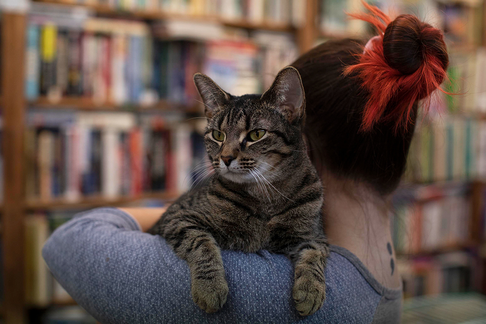 Volunteers spend time with the cats at Cat Tales Bookstore and Cat Adoption Center in Portland, Indiana. ©Journal Communications/Jeff Adkins