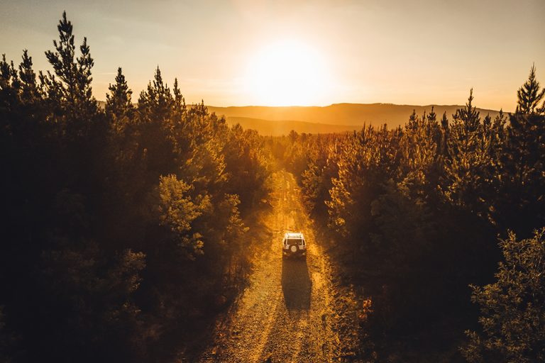 A jeep four wheel driving through pine forest at sunset.