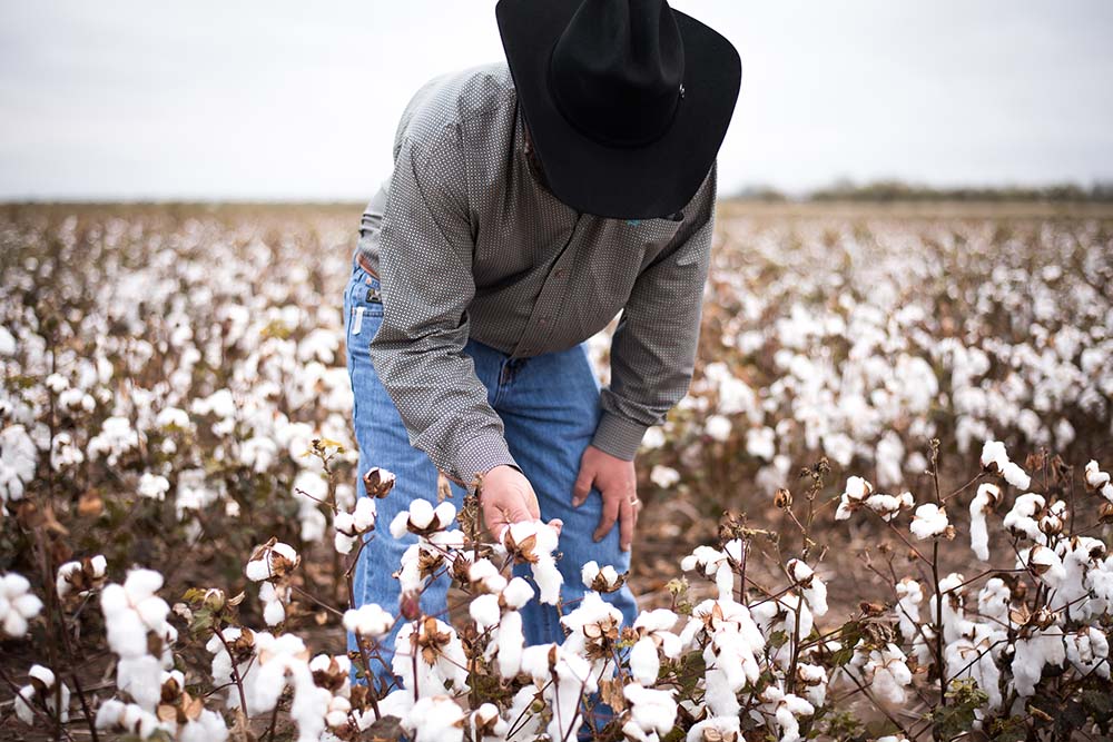 Cotton field, Abilene, Texas