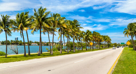 Palm trees and road in Miami Beach, Florida.
