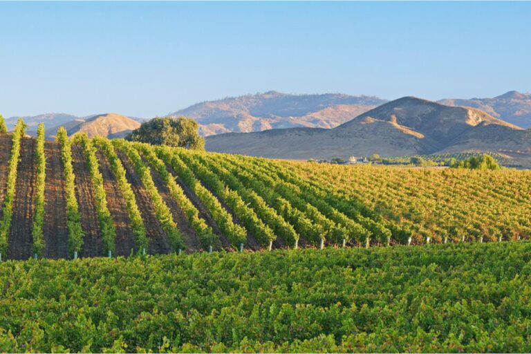 autumn vineyard landscape (Santa Barbara county, California).