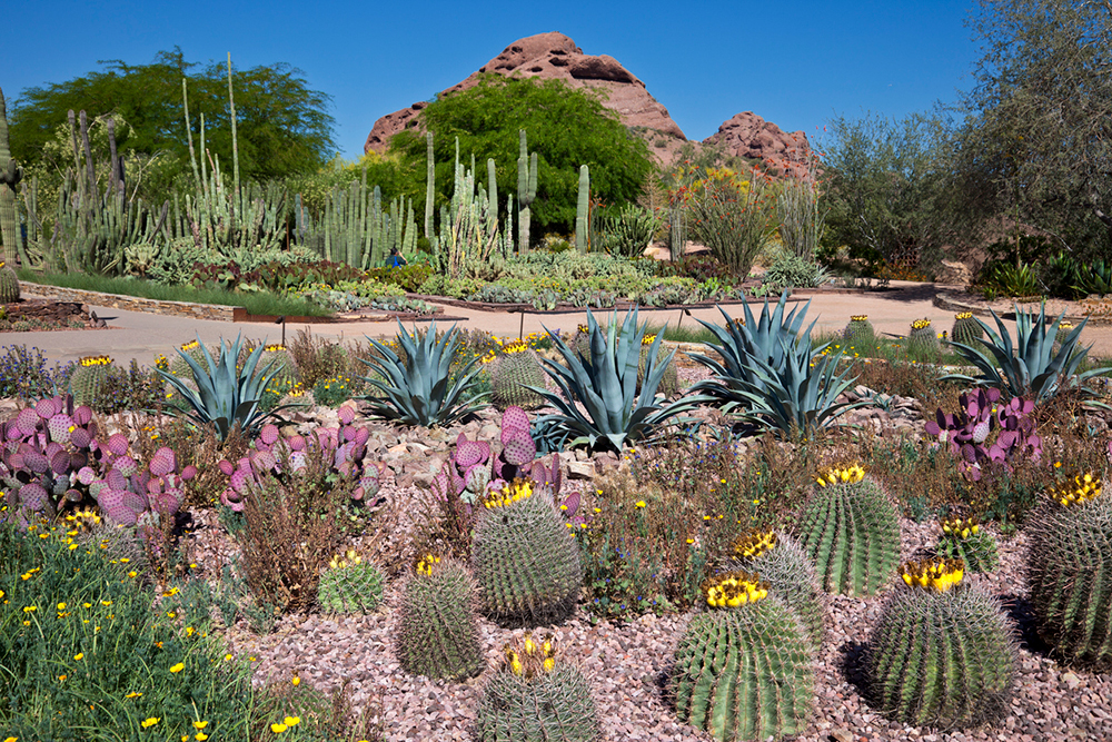 Display at the Desert Botanical Gardens in Phoenix, AZ. 