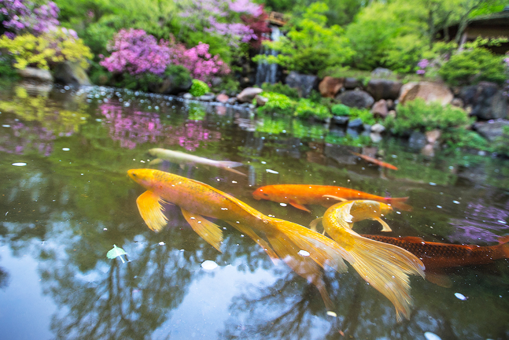 Koi fish swimming around at the Anderson Japanese Gardens in Rockford, IL