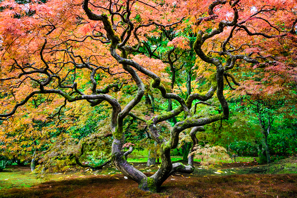 Fall tree in the Japanese Garden at Seattle, WA's Washington Park Arboretum.