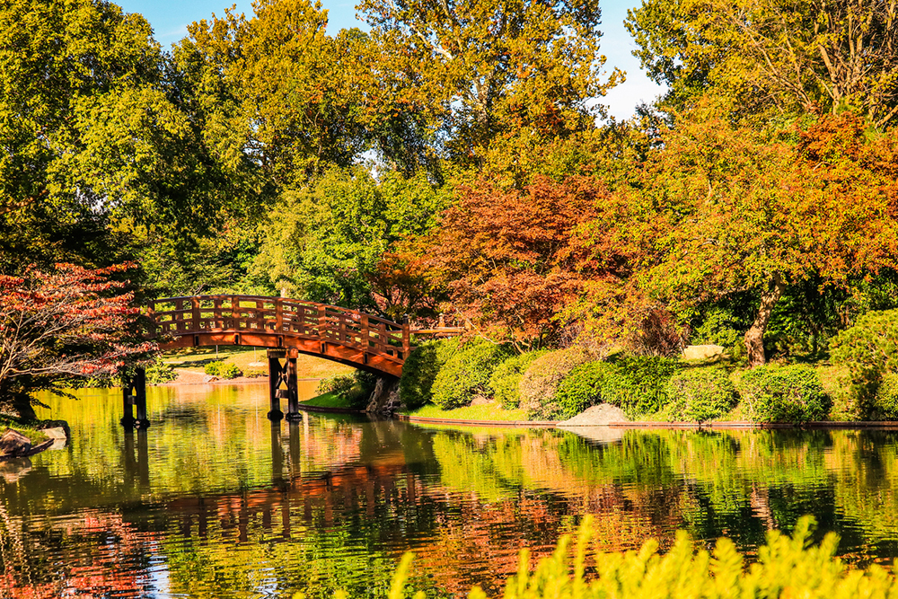 View of Japanese garden with Japanese bridge in autumn at sunset in St. Louis, MO. 