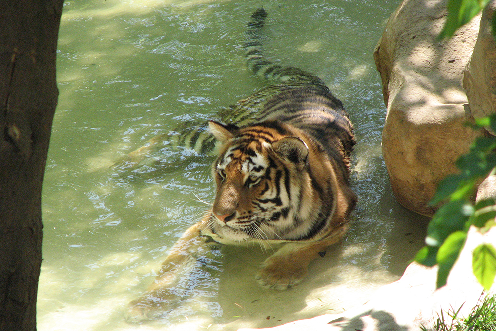 Tiger relaxing in the water at the St. Louis Zoo in St. Louis, MO