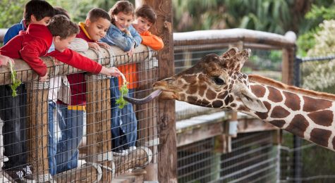 Large group of children (7 to 11 years) at zoo. Focus on giraffe and boy in foreground feeding giraffe.