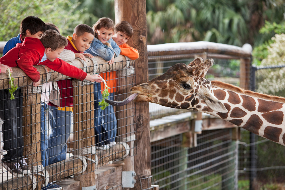 Calling All Animal Lovers: 6 Zoos You Must Visit - Livability