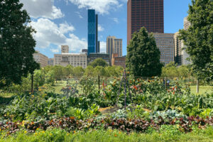 Urban gardens with the Chicago skyline in the background.