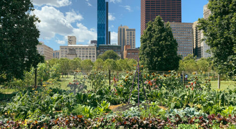 Urban gardens with the Chicago skyline in the background.